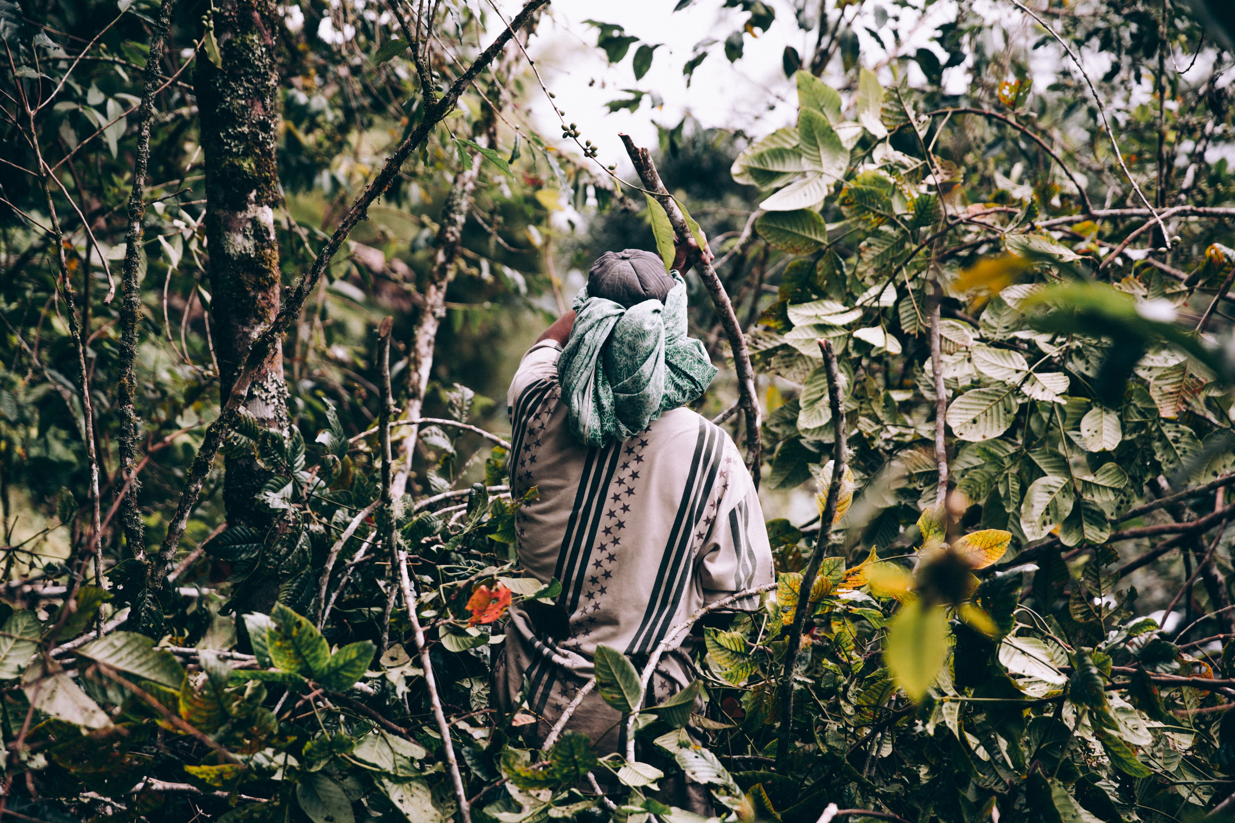 man-wearing-loose-clothing-walks-through-jungle.jpg